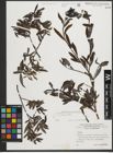 Foto von Salix purpurea L.